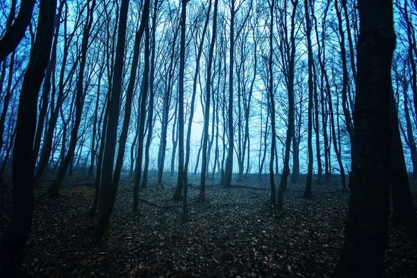 秋天的夜晚 一片漆黑的森林 神秘的神秘森林 — 图库照片