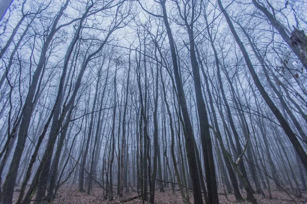 Uzun Ağaçlı Karanlık Sisli Orman Sonbahar Manzarası — Stok fotoğraf