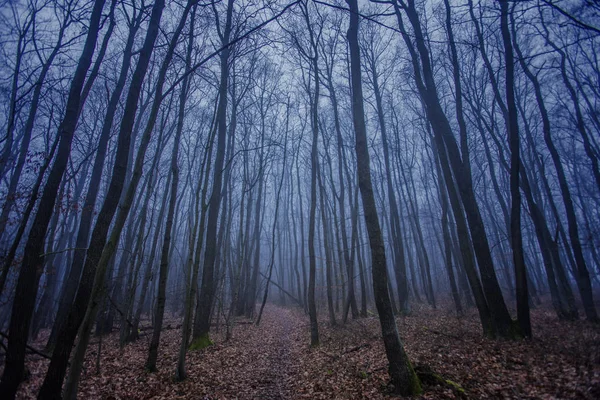 Sötét Ködös Erdő Magas Fákkal Őszi Táj — Stock Fotó
