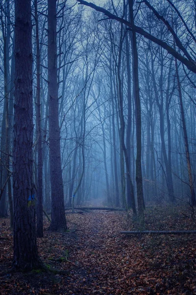 Piękny Leśny Krajobraz Drzewami Mgłą — Zdjęcie stockowe