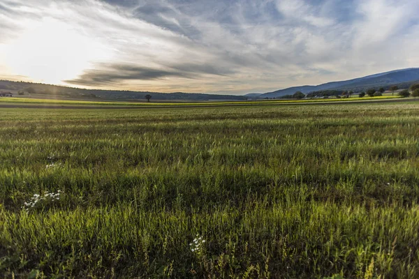 Красивое Поле Зеленой Травой Закате Стоковое Фото