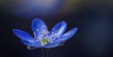 Arka plan bulanık güzel mavi çiçek