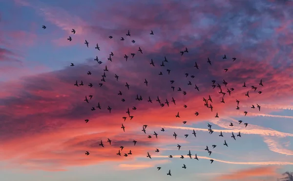 Vogelschwarm Fliegt Den Himmel Des Sonnenuntergangs — Stockfoto