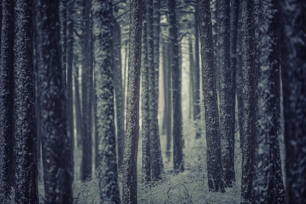 Belle Forêt Sombre Avec Neige Contexte Naturel — Photo