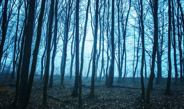 Mysterieuze Bos Met Kale Takken Het Ochtendlicht — Stockfoto