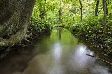 Yeşil bahar orman akışında 
