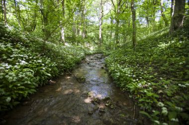 Yeşil bahar orman akışında 