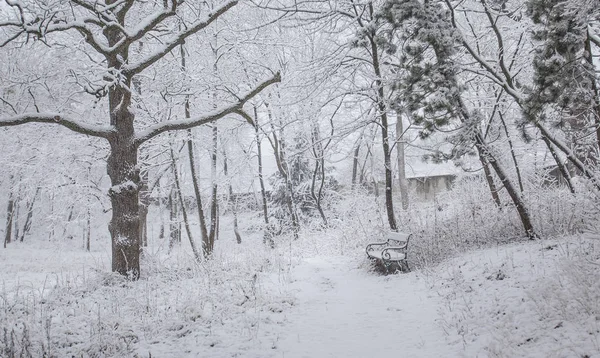 Beautiful Winter Landscape Snow Covered Trees — Stock Photo, Image