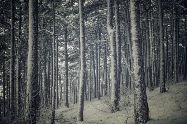 Wunderschöne Winterlandschaft Mit Schneebedeckten Bäumen — Stockfoto