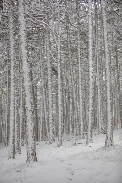 Wunderschöne Winterlandschaft Mit Schneebedeckten Bäumen — Stockfoto