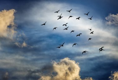 Bulutlu gökyüzünde uçan kuş sürüsü