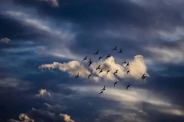 Vogelschwarm Fliegt Gegen Bewölkten Himmel — Stockfoto