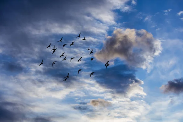 Flock Birds Flying Cloudy Sky — Stock Photo, Image