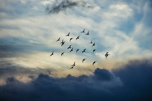 Стадо Птиц Летящих Облачном Небе — стоковое фото