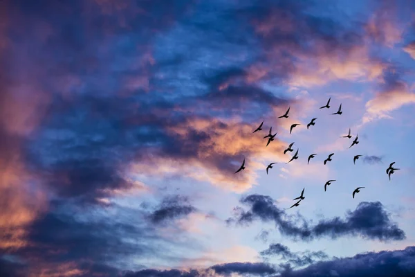 Vogelschwarm Fliegt Gegen Bewölkten Himmel — Stockfoto