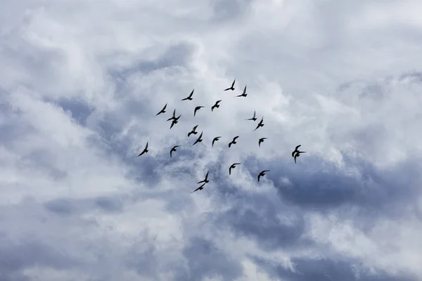 Vogelschwarm Fliegt Gegen Bewölkten Himmel — Stockfoto