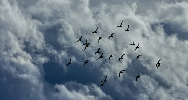 Vogelschwarm Fliegt Gegen Bewölkten Himmel — Stockfoto