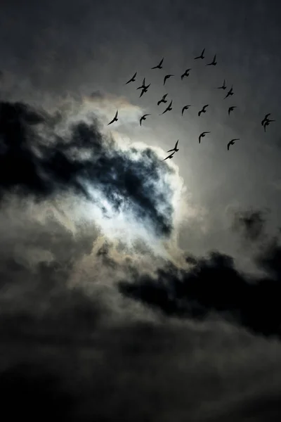 Flock Birds Flying Cloudy Sky — Stock Photo, Image