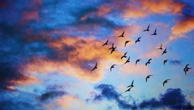 Bulutlu gökyüzünde uçan kuş sürüsü