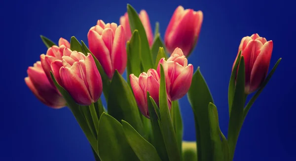 Florecientes Flores Primavera Hermosos Tulipanes —  Fotos de Stock