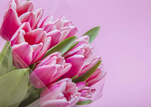 Цветущие Весенние Цветы Красивые Тюльпаны — стоковое фото