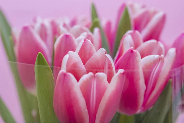 Florecientes Flores Primavera Hermosos Tulipanes — Foto de Stock