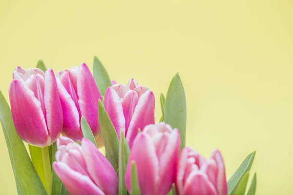 Fleurs Printanières Fleuries Belles Tulipes — Photo