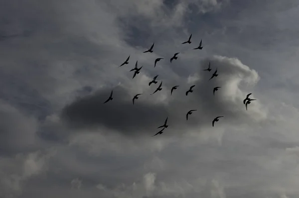 Hejno Ptáků Letících Proti Zamračené Obloze — Stock fotografie