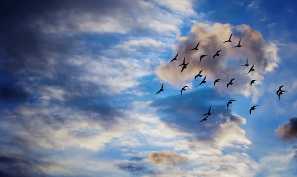 Vogelschwarm Fliegt Gegen Bewölkten Himmel — Stockfoto