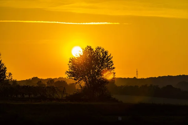 Красивий Захід Сонця Над Полем Самотнім Деревом — стокове фото