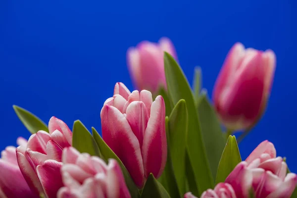 Blühende Frühlingsblumen Schöne Tulpen — Stockfoto