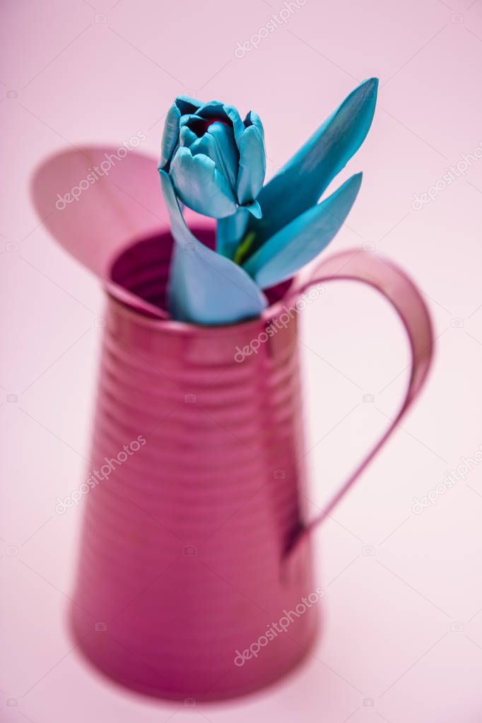 beautiful blue flower in pink vase