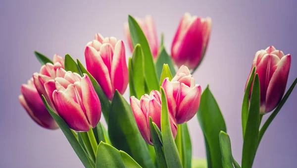 Bloeiende Lentebloemen Prachtige Tulpen — Stockfoto