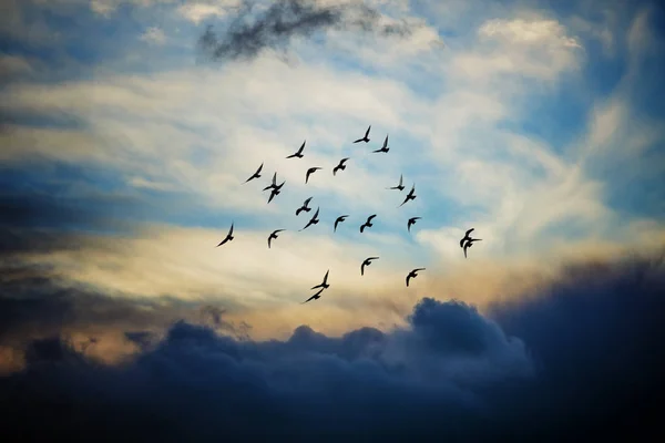 Hejno Ptáků Letících Proti Zamračené Obloze — Stock fotografie