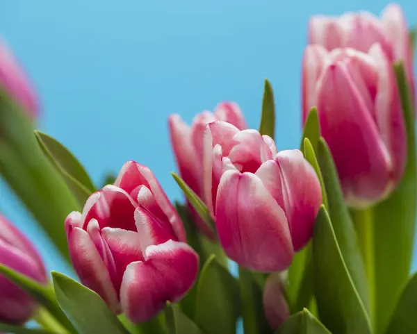 Florecientes Flores Primavera Hermosos Tulipanes —  Fotos de Stock