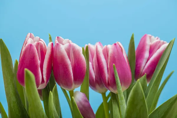 Açan Bahar Çiçekleri Güzel Laleler — Stok fotoğraf