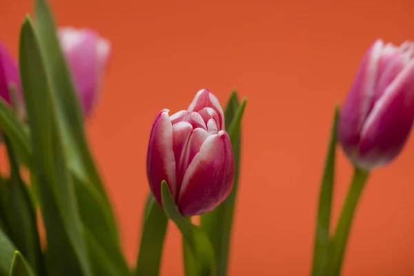 Hermosas Flores Tulipán Sobre Fondo Rojo —  Fotos de Stock