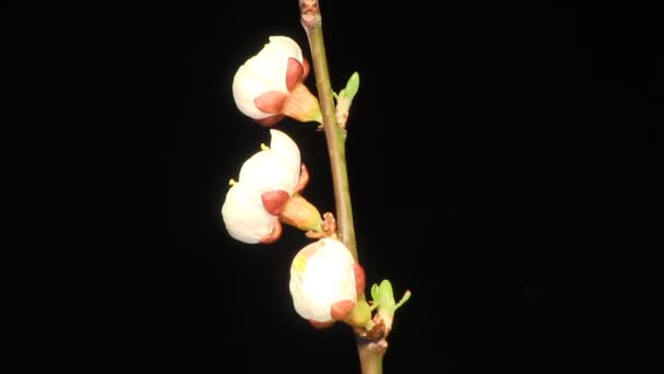 Meruňkový květ rozkvétá. — Stock video