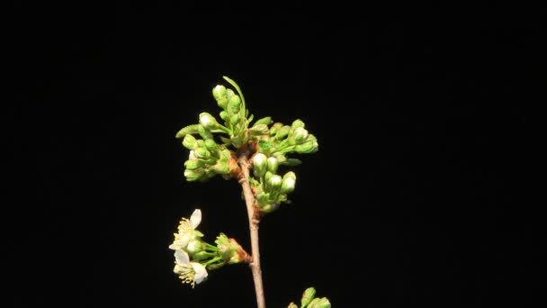 Flor de cerezo floreciendo . — Vídeo de stock