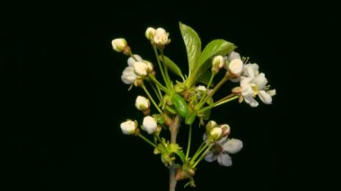 Kiraz çiçek çiçek