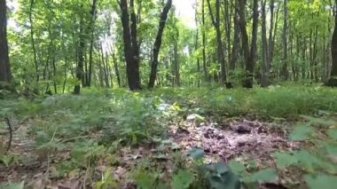 Ot ve bitkiler parlak ormandaki.