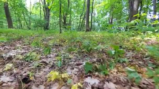 Grass and plants in bright forest. — Stock Video
