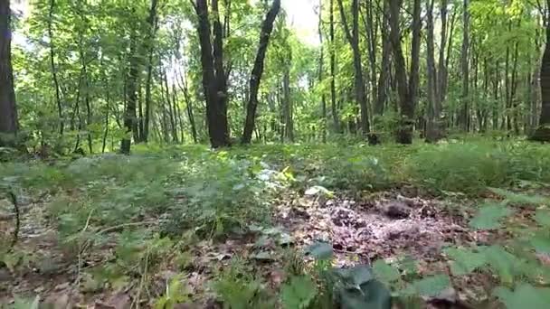 Трава і рослини в яскравому лісі . — стокове відео