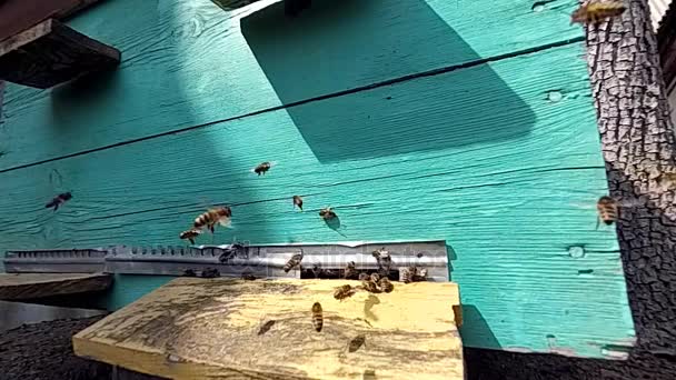 Honigbienen in der Nähe eines Bienenstocks, im Flug. — Stockvideo