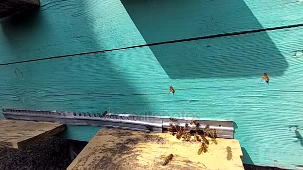 Včely medonosné poblíž úlu, v letu. — Stock video