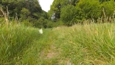 Beyaz kelebekler uçan.