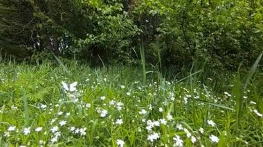 Beyaz kelebekler uçan.