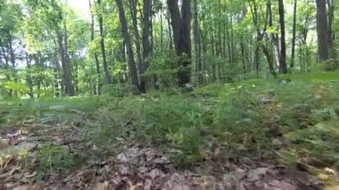 Ot ve bitkiler parlak ormandaki.