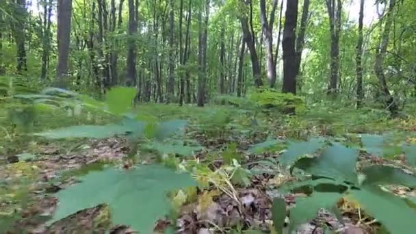 Hierba y plantas en bosque brillante . — Vídeo de stock