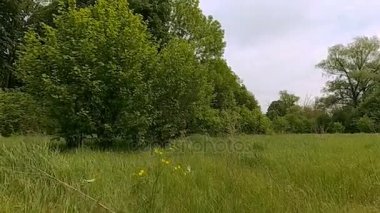 Beyaz kelebekler uçan.